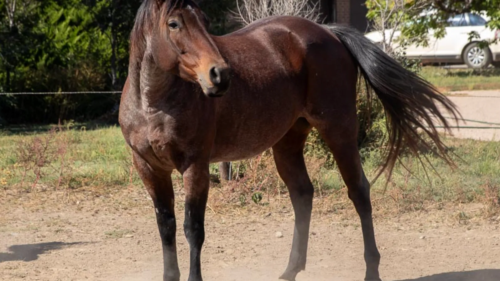 Bay roan Quarter Horse mare Badger standing at the fence