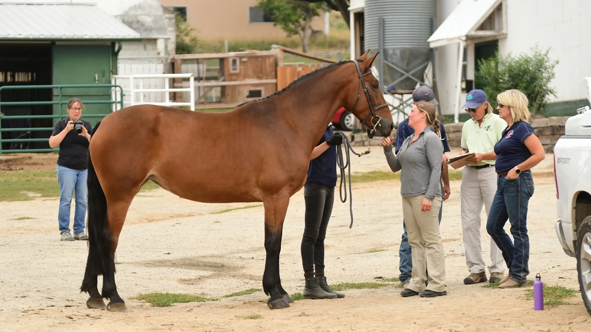Bay Irish Draught mare Ainninn Realta stood up in hand
