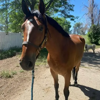Head study of bay mare Ainninn Realta in a bridle