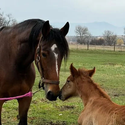 Ainninn Realta nose to nose with her chestnut foal