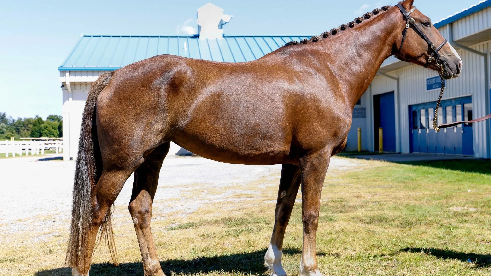 Liver chestnut Irish Draught mare Bridon Broadway