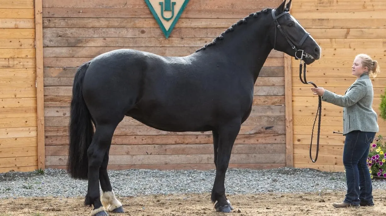Grey Irish Draught mare Bridon Rebel Rose standing by the barn