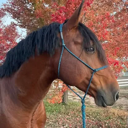 White Lodge Sullivan's Glory in a rope halter against autumn colour
