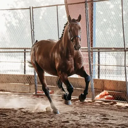 Bay Irish Draught stallion cantering free in the indoor arena