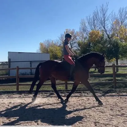 White Lodge Sullivan's Glory schooling dressage under saddle