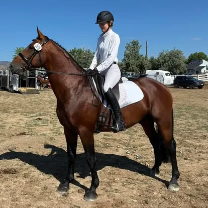 White Lodge Sullivan's Glory with his rider at a show