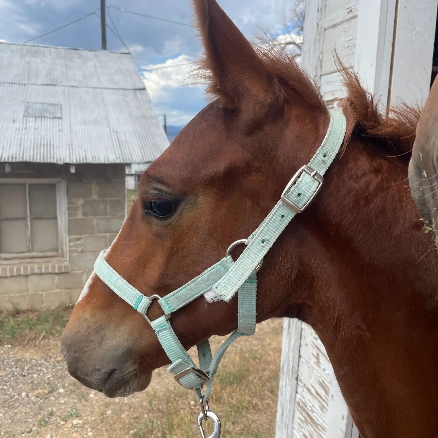 Head study of chestnut colt Comet in a mint halter