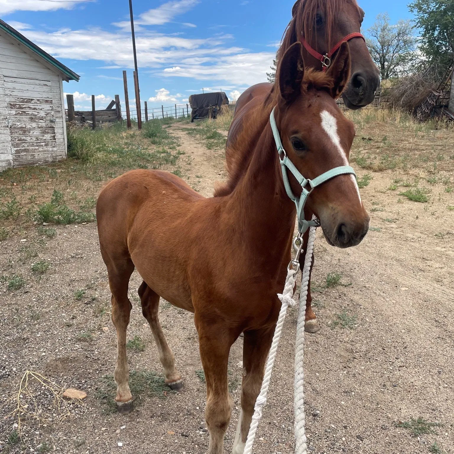 Comet standing square on the farm lane, led in hand