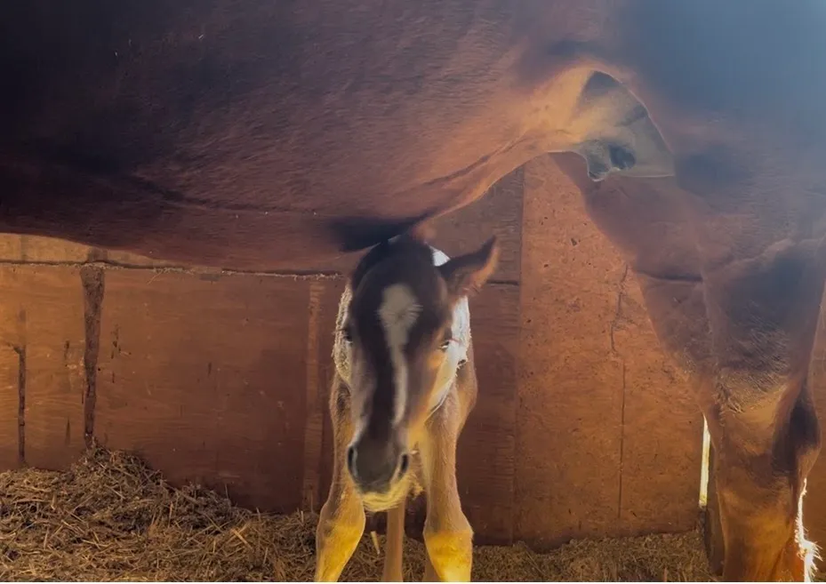 A young foal peering out from the stable