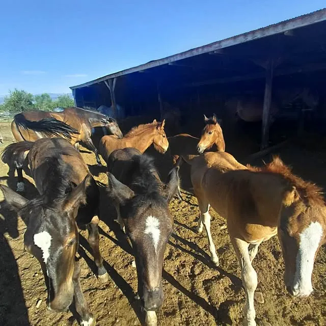A group of curious Irish Draught foals gathered by the barn