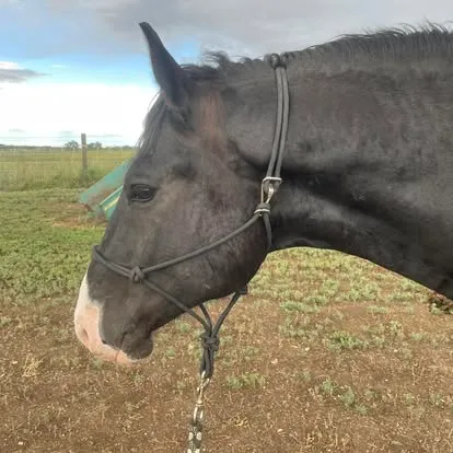 Head study of young black stallion Dernahatten Dubh in a rope halter