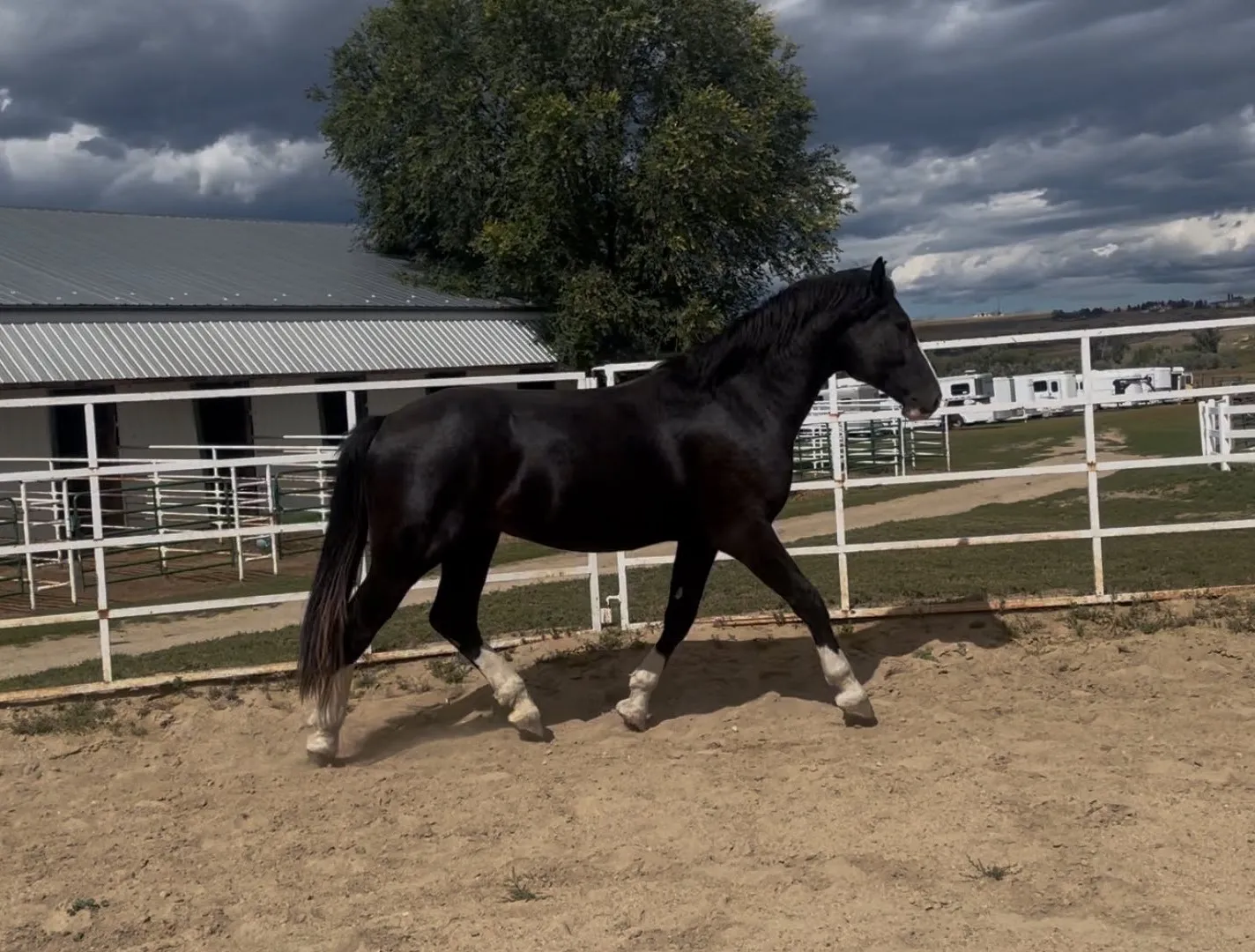 Dernahatten Dubh moving freely in the arena