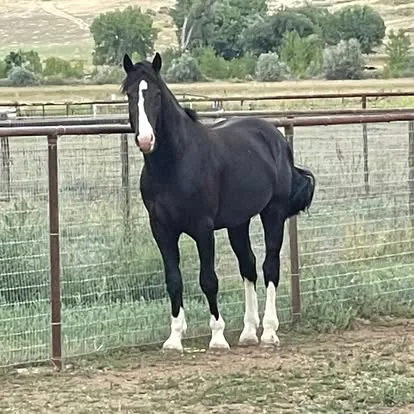 Dernahatten Dubh standing at the pasture gate