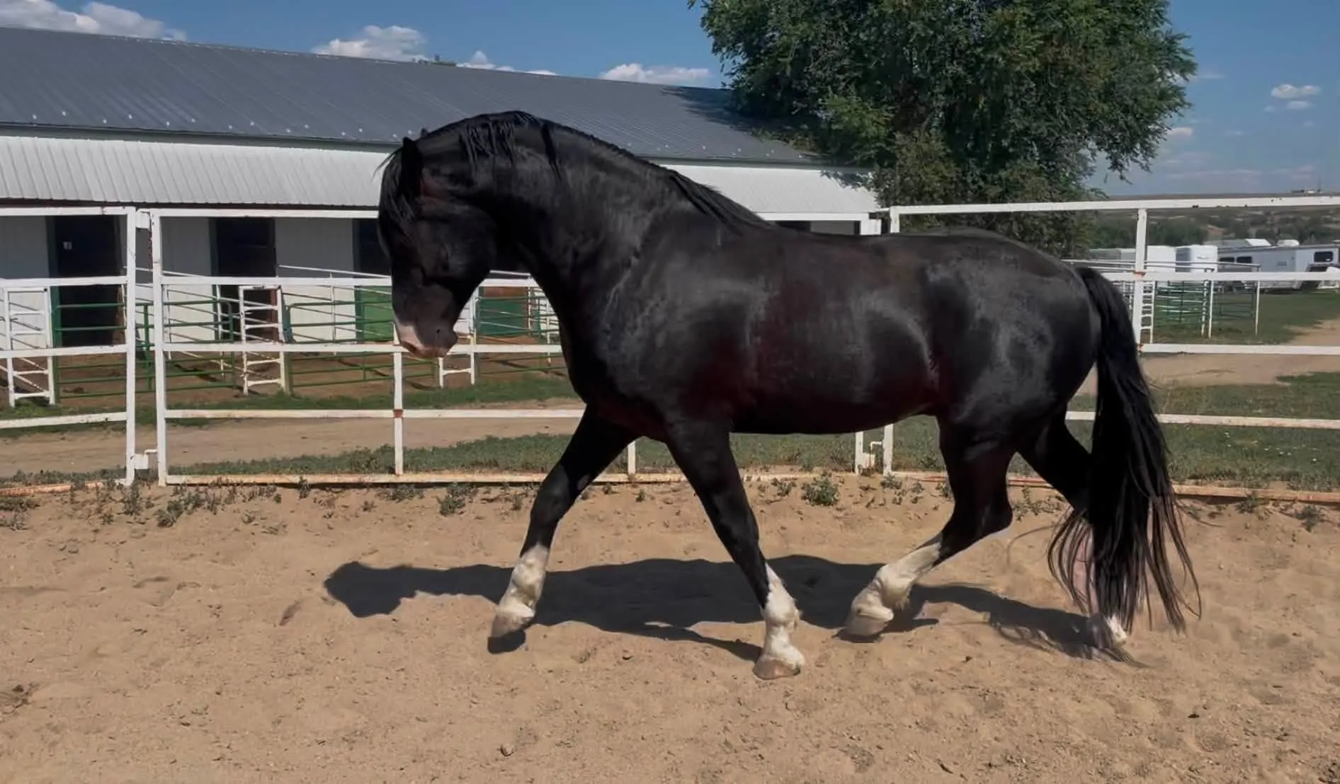 Black Irish Draught stallion prospect Dernahatten Dubh trotting in the arena