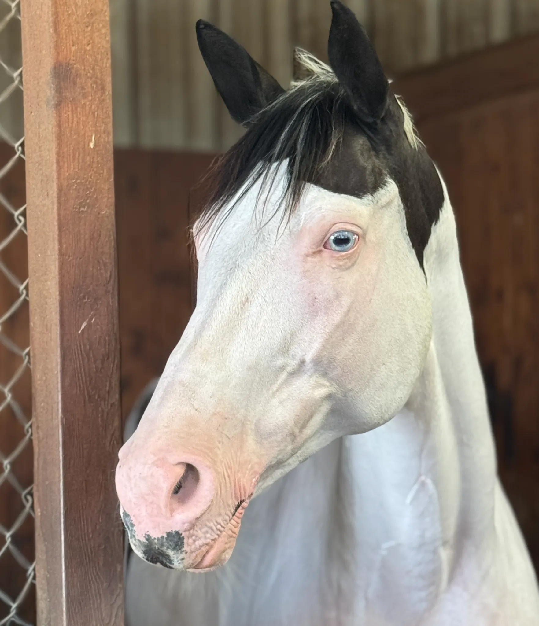 Head study of Oldenburg mare Iyla with her broad white blaze