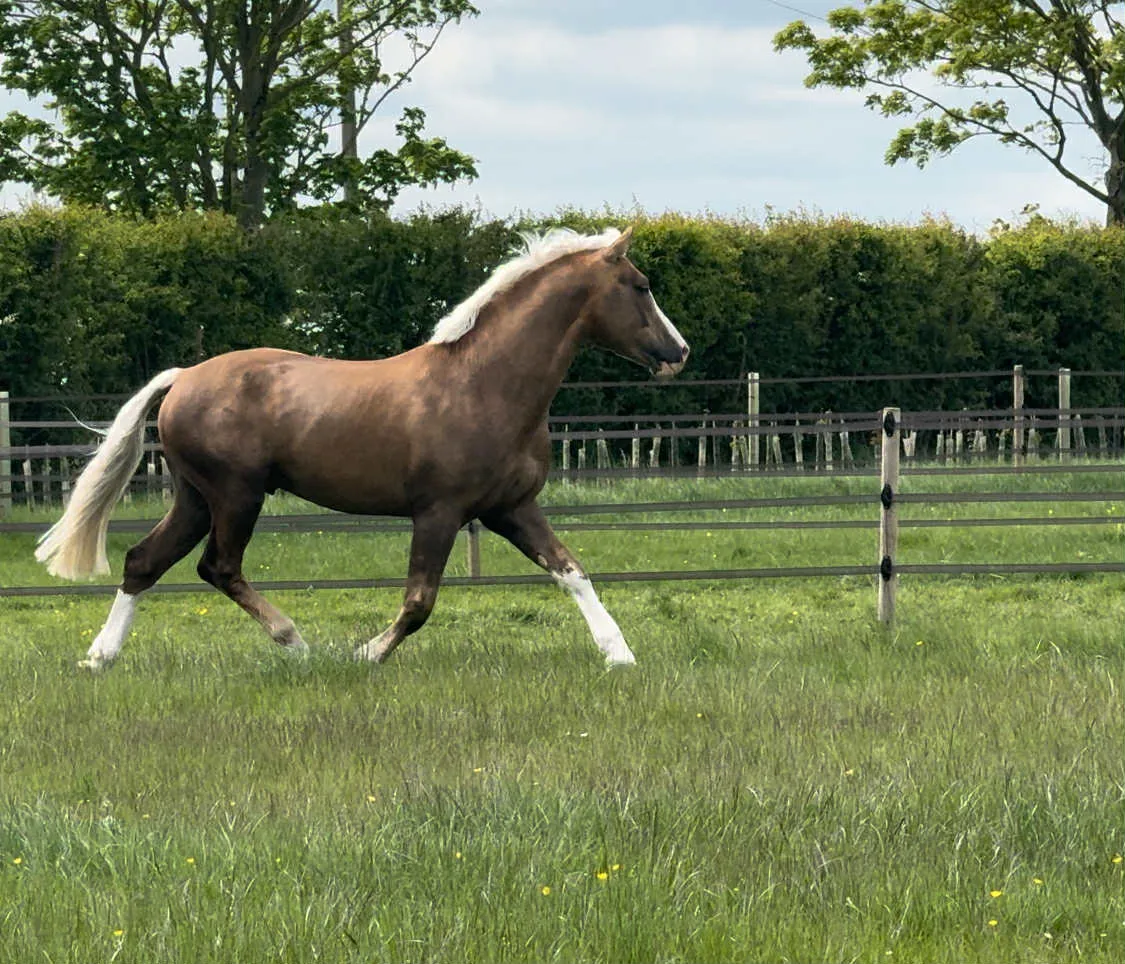 Longwood Connacht Gold cantering free in a green field
