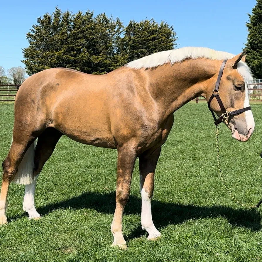 Longwood Connacht Gold stood up in hand for a conformation photo