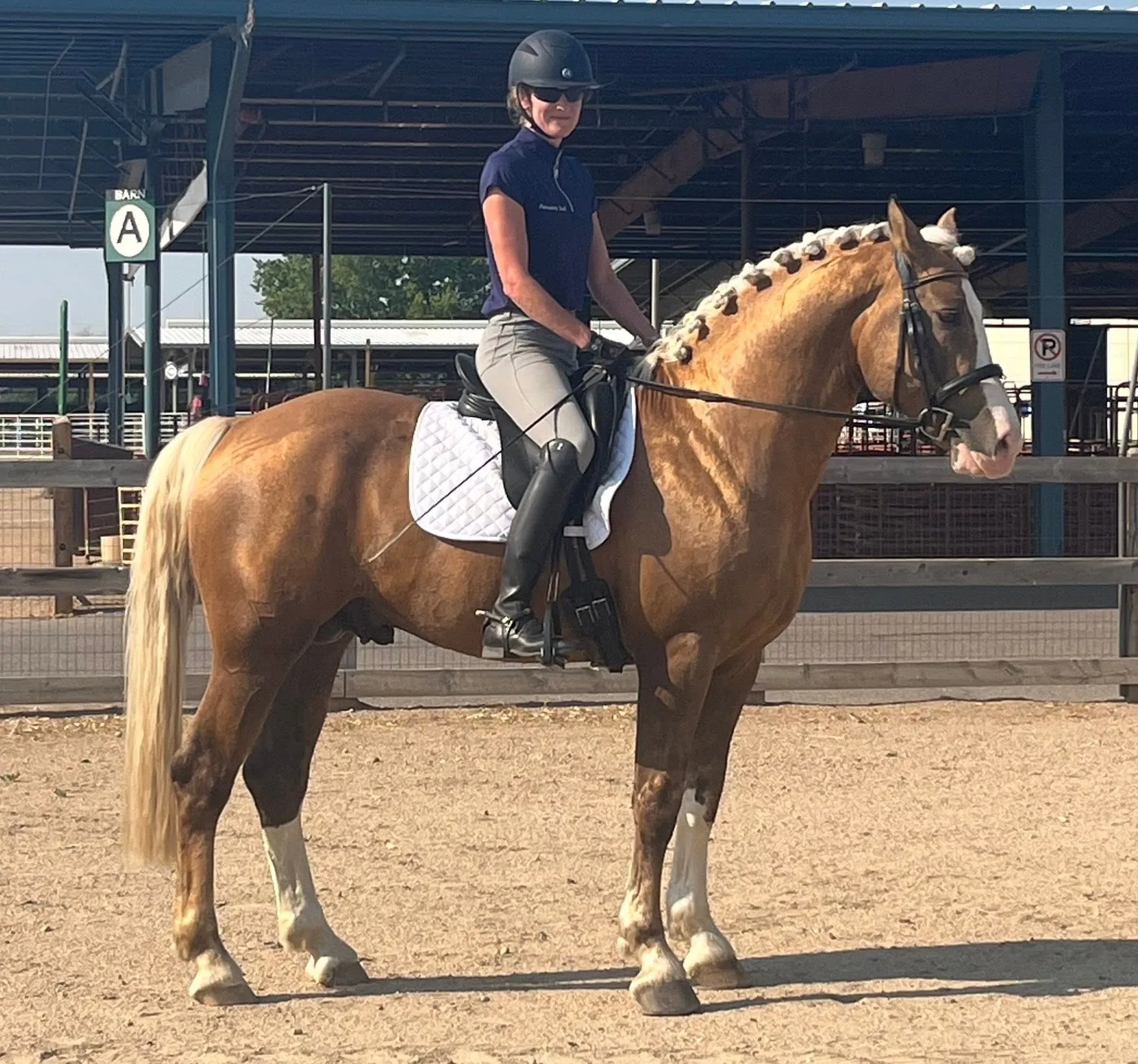 Longwood Connacht Gold braided and under saddle at a dressage show