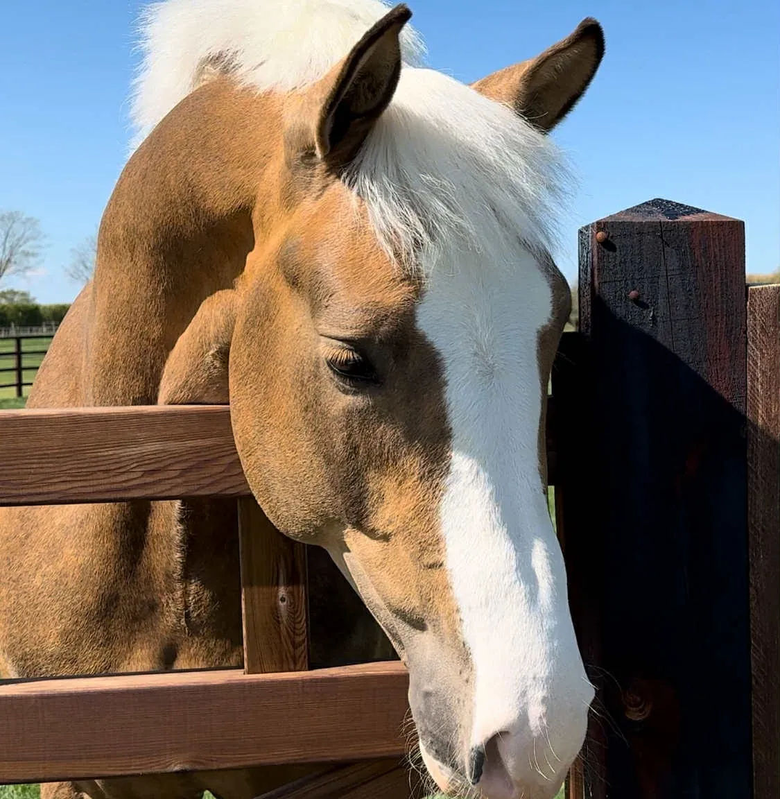 Palomino Irish Draught stallion Longwood Connacht Gold looking over the fence