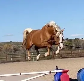 Longwood Connacht Gold jumping in the arena