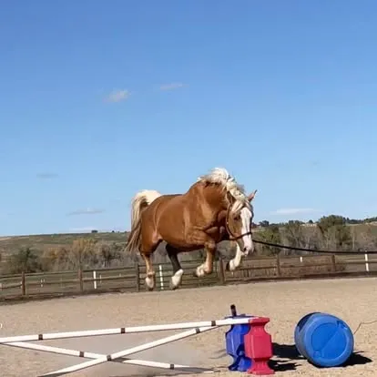 Longwood Connacht Gold free-jumping in the arena
