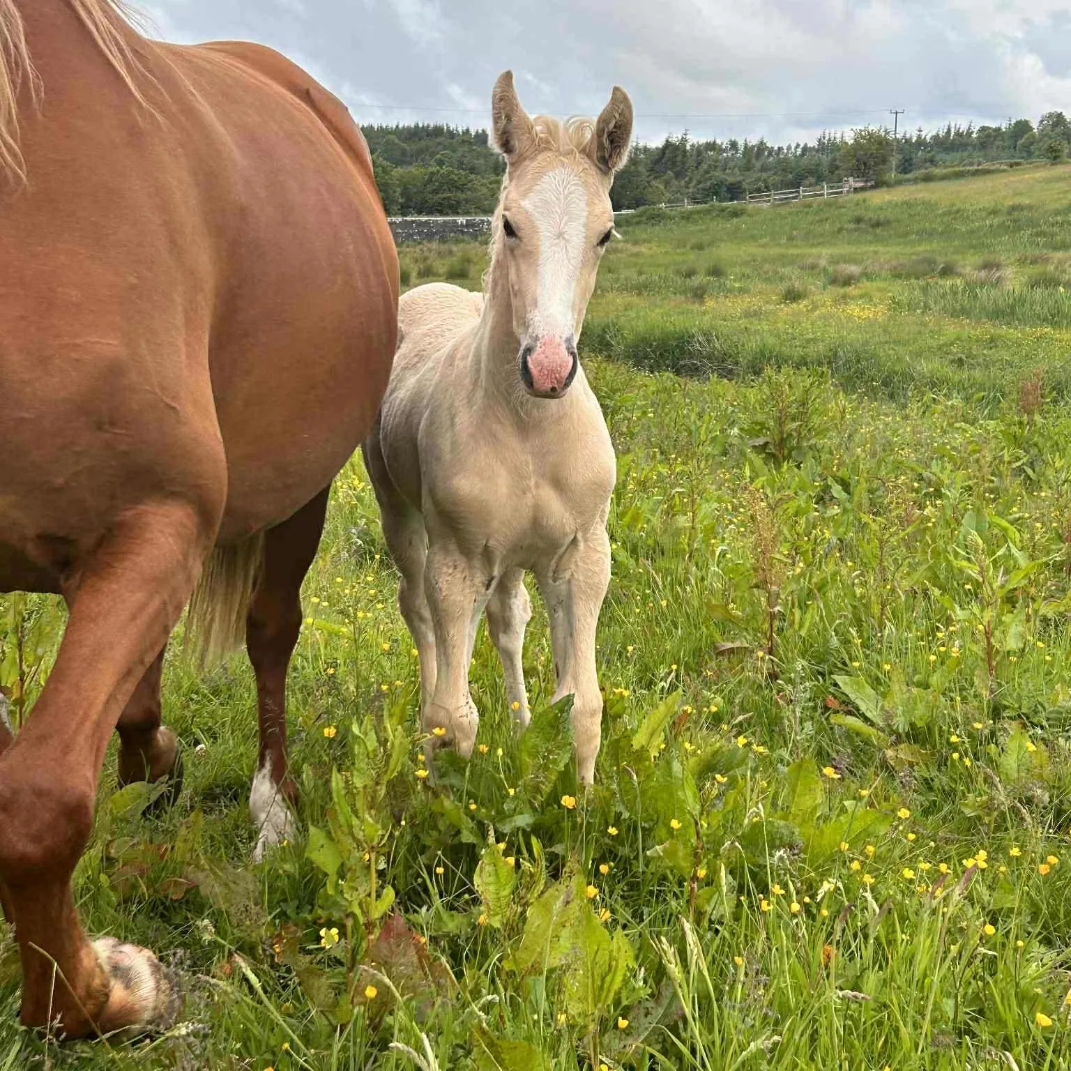 A palomino foal by Longwood Connacht Gold in a summer meadow