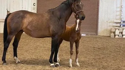 Bay KWPN mare Jade standing with her foal