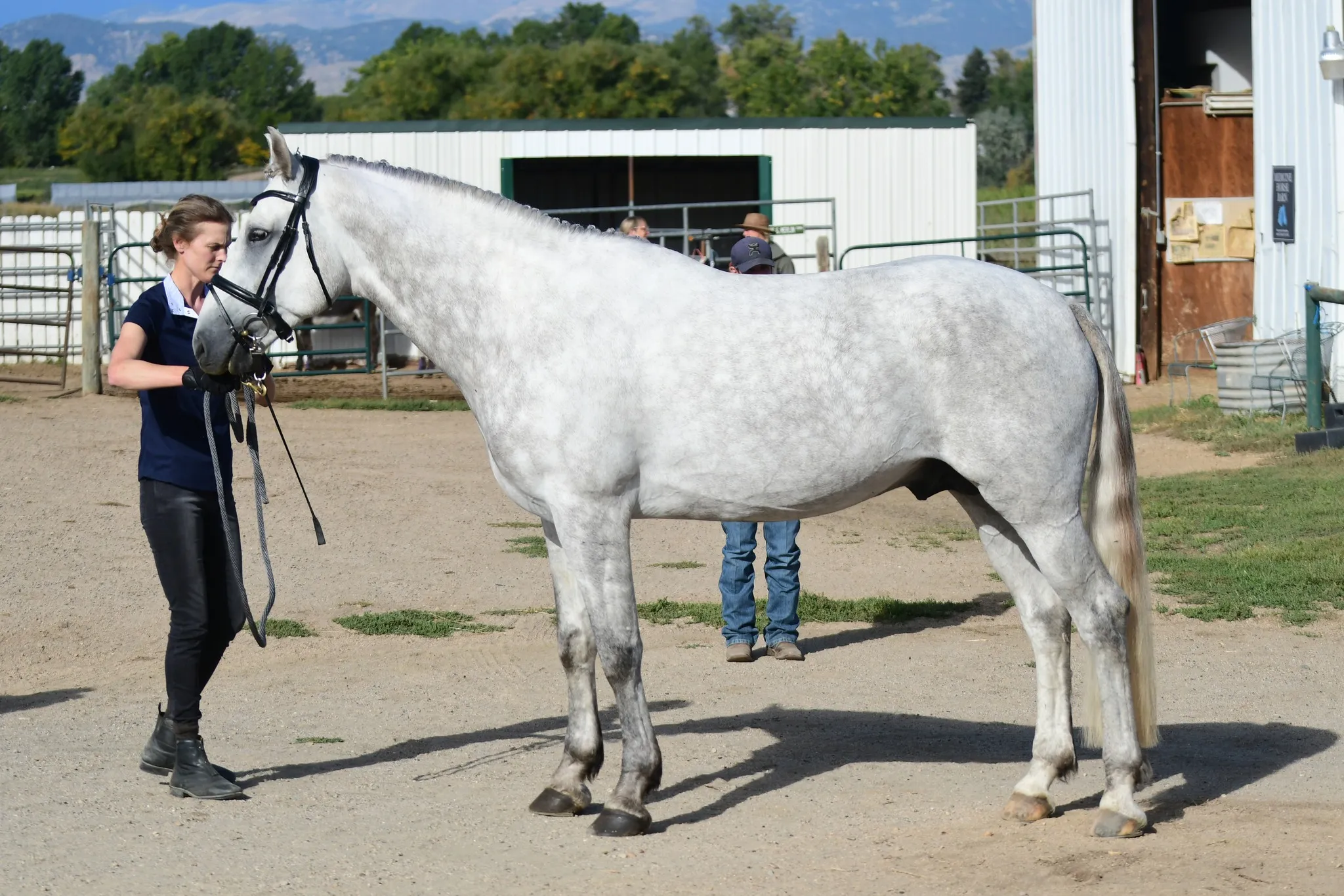 Grey Irish Draught stallion Farraway Quicksilver stood up at a show