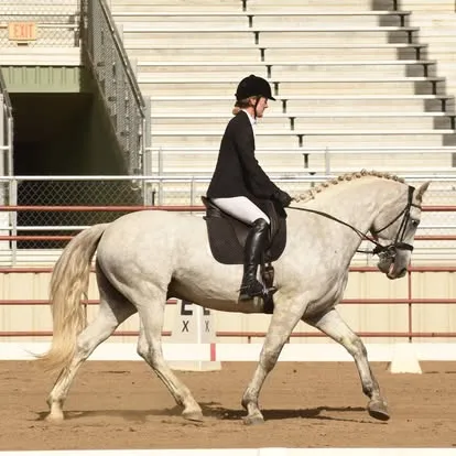 Farraway Quicksilver braided and competing in a dressage test