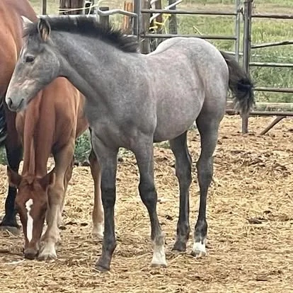 A young grey offspring of Farraway Quicksilver in the pasture