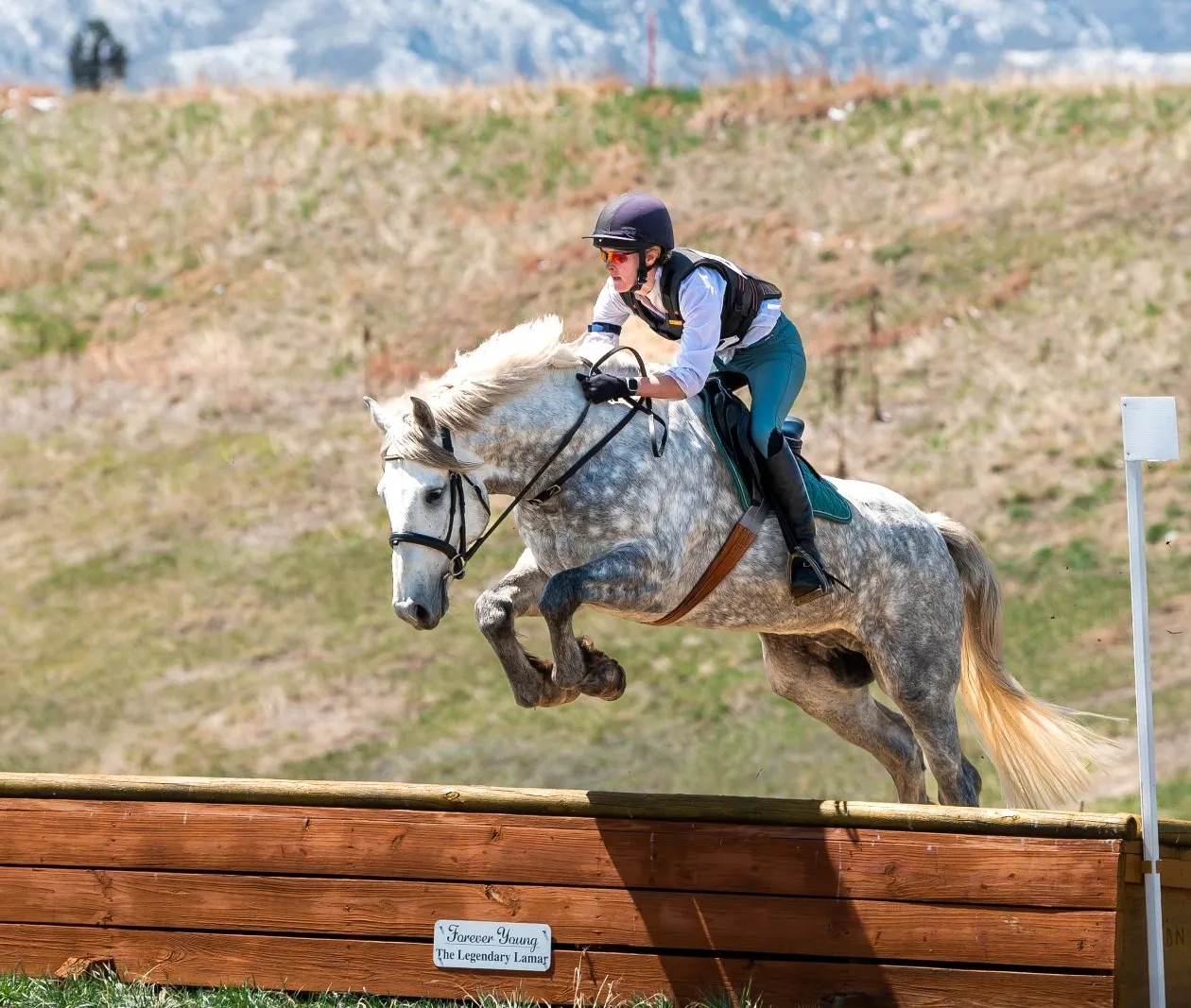 Farraway Quicksilver galloping cross-country with his rider