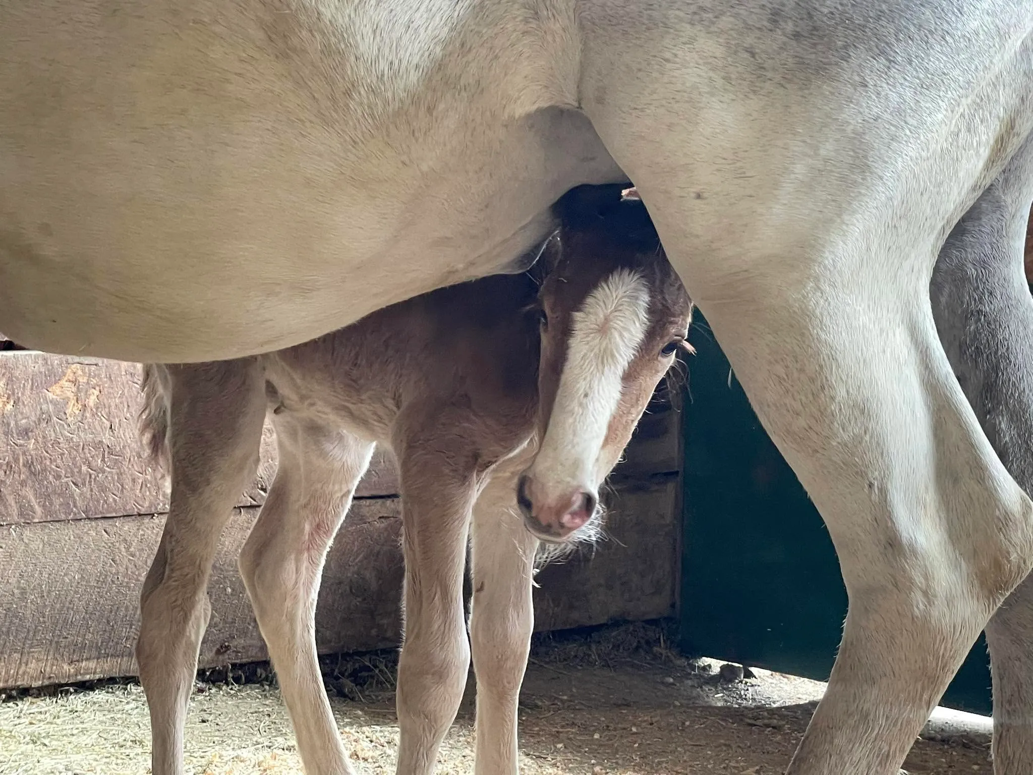 Grey Irish Draught mare Bridon Rebel Rose with her foal Petal nursing beneath her