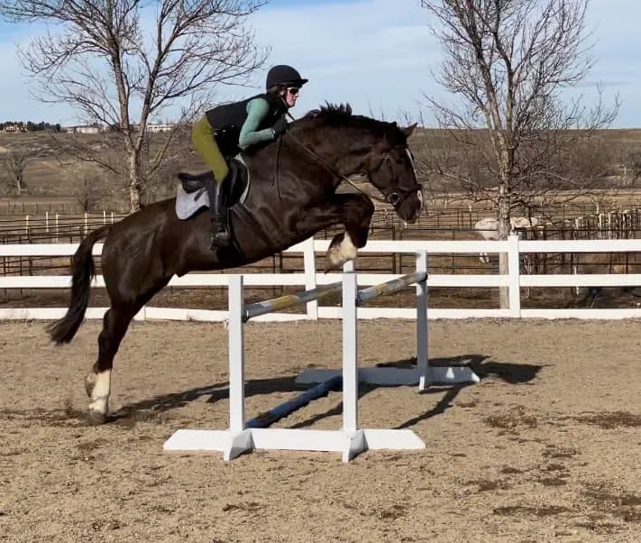 An offspring of Bell Tower Banrion's Hero jumping a course