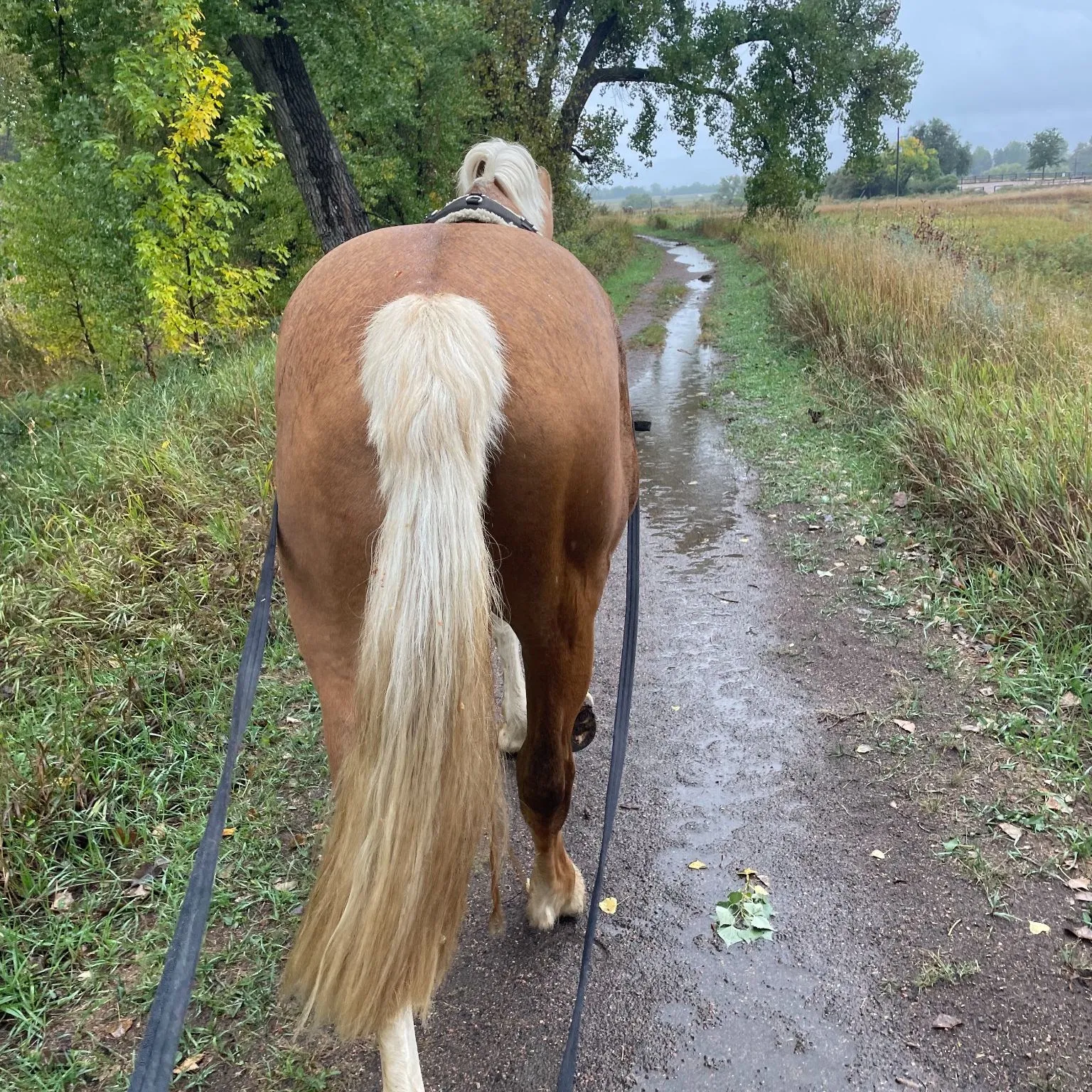 Young palomino horse walking a wet trail in the rain