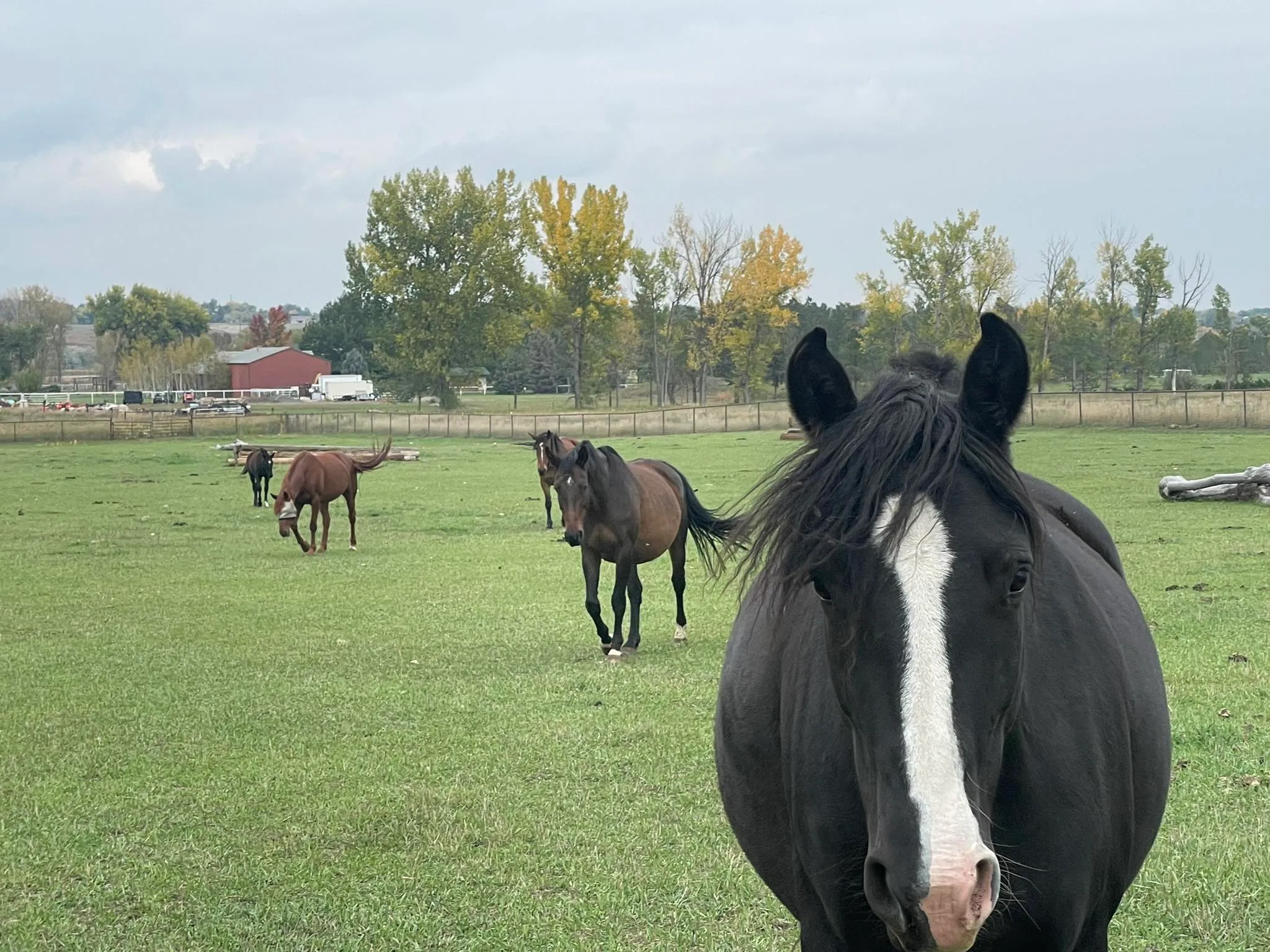 Black Irish Draught mare Rainy Night grazing in the pasture