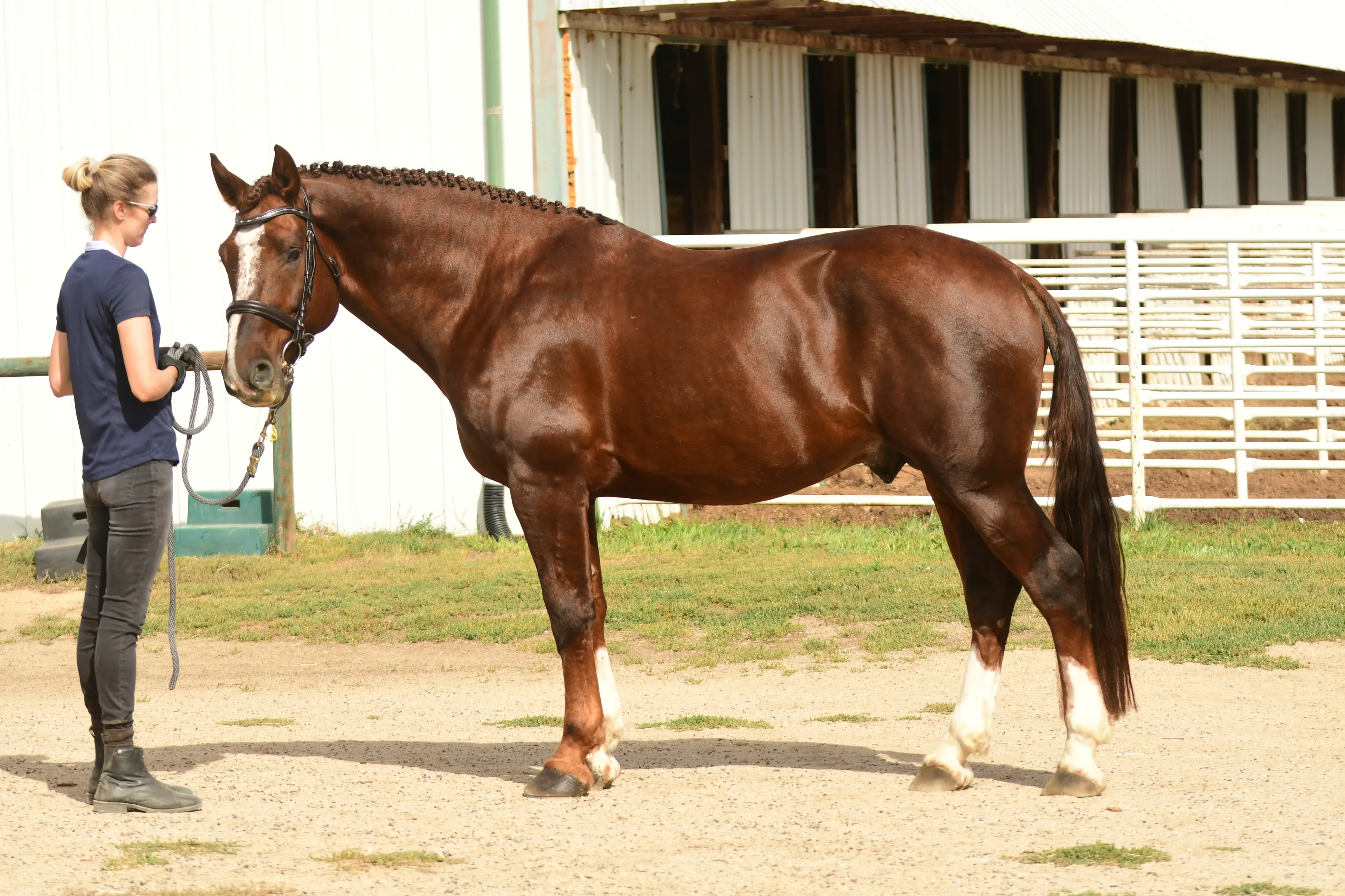 Chestnut Irish Draught stood up in hand at a breed inspection