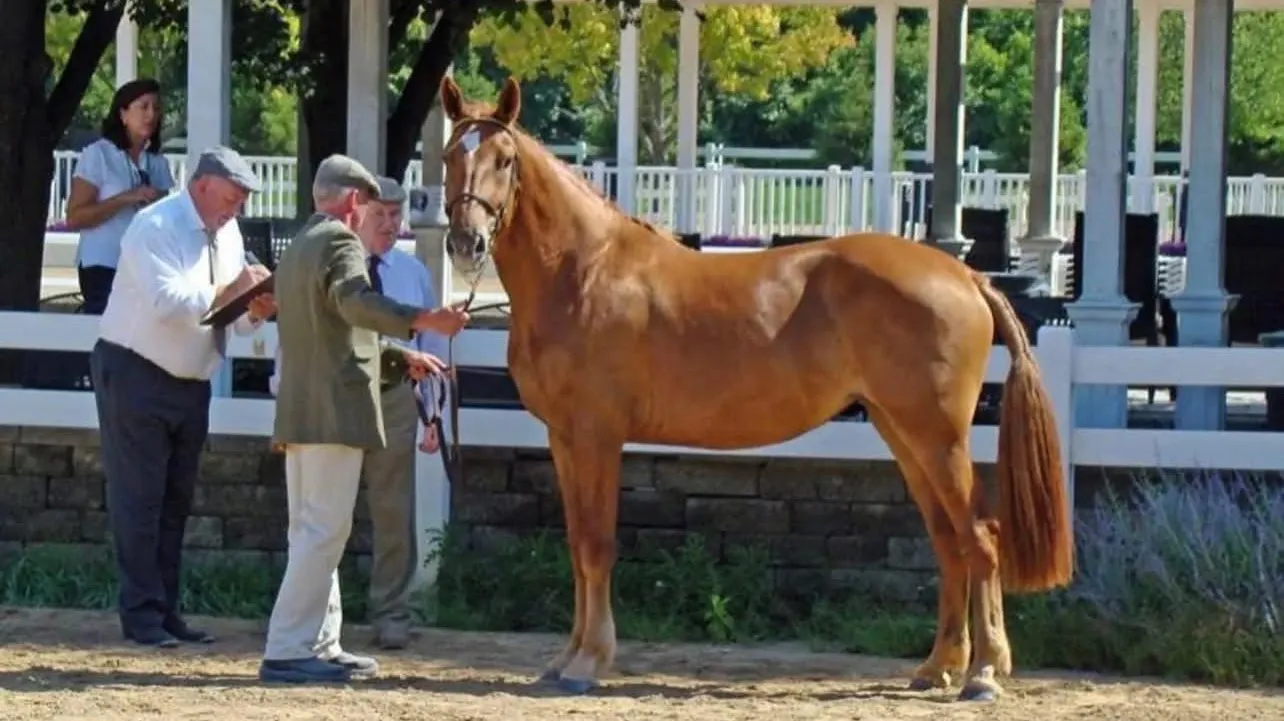 Chestnut Irish Draught mare Manu Fortis Touch of Spice at her inspection