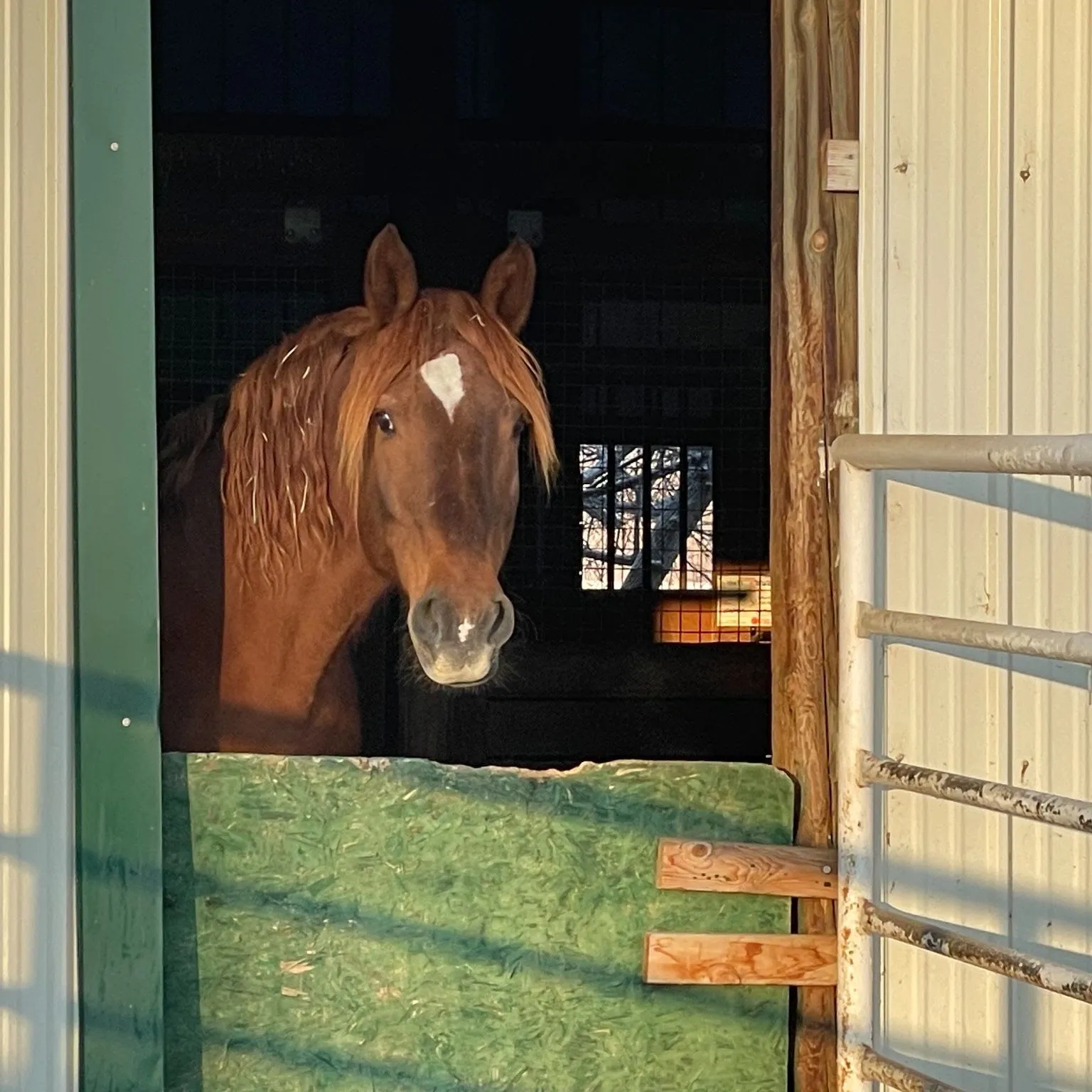 Manu Fortis Touch of Spice looking out over her stable door