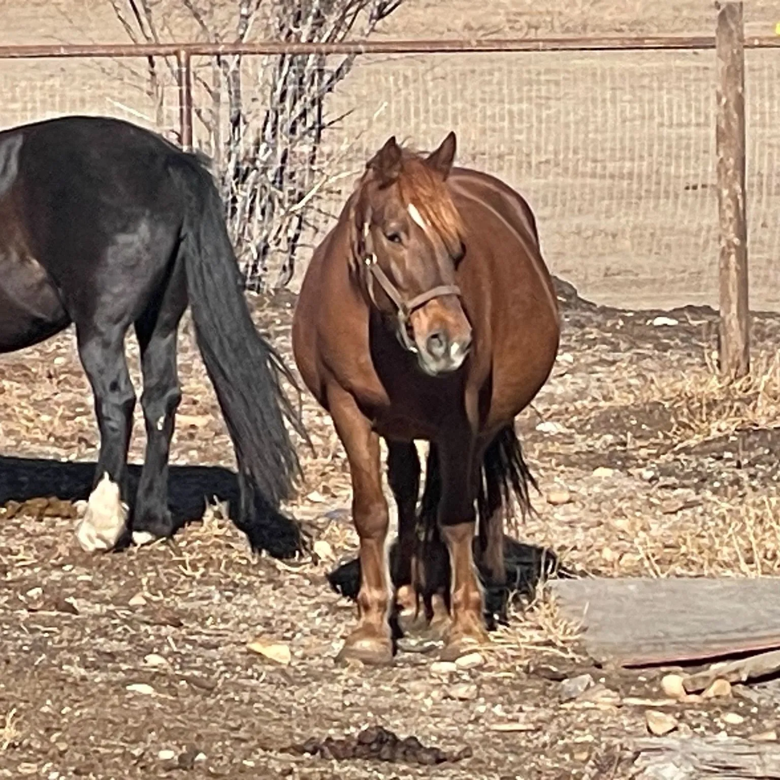Manu Fortis Touch of Spice out in the winter pasture