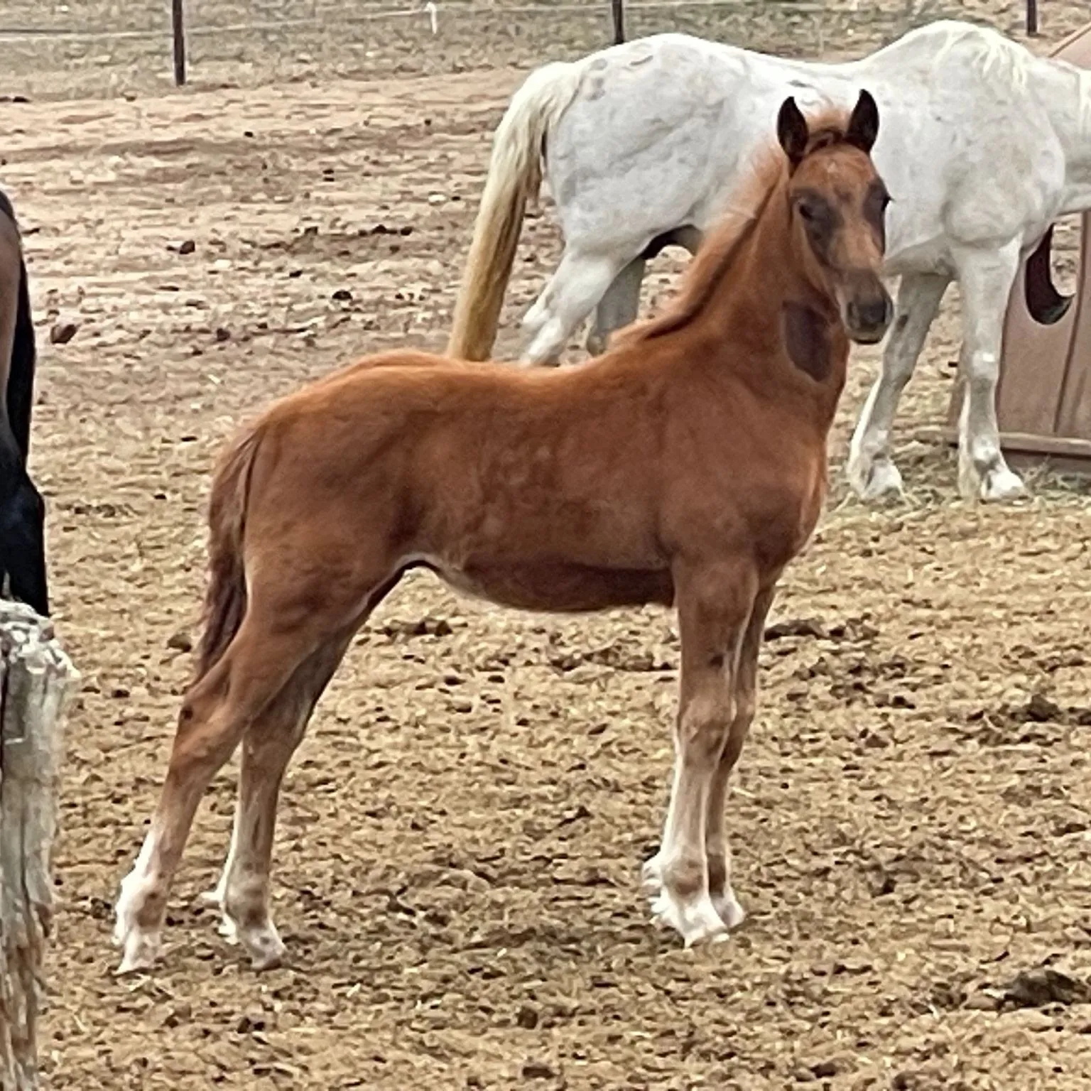 Chestnut colt by White Lodge Sullivan's Glory out of Manu Fortis Touch of Spice
