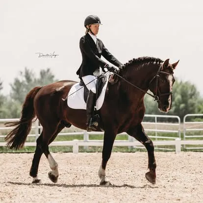 Bell Tower Banrion's Hero competing in a dressage test