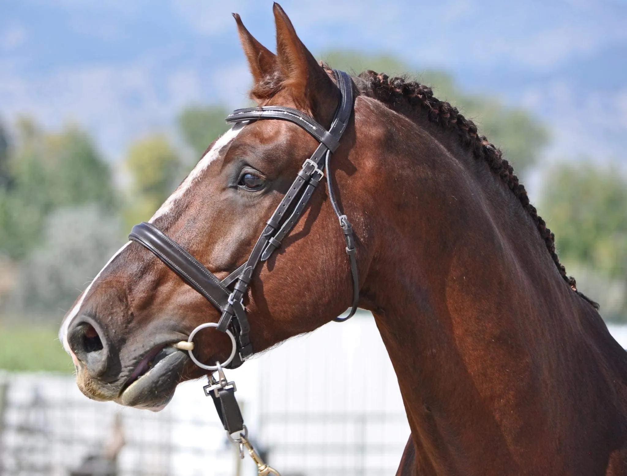 Head study of liver chestnut Irish Draught stallion Bell Tower Banrion's Hero in a bridle