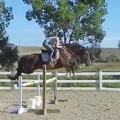 Bell Tower Banrion's Hero jumping a show fence with his rider