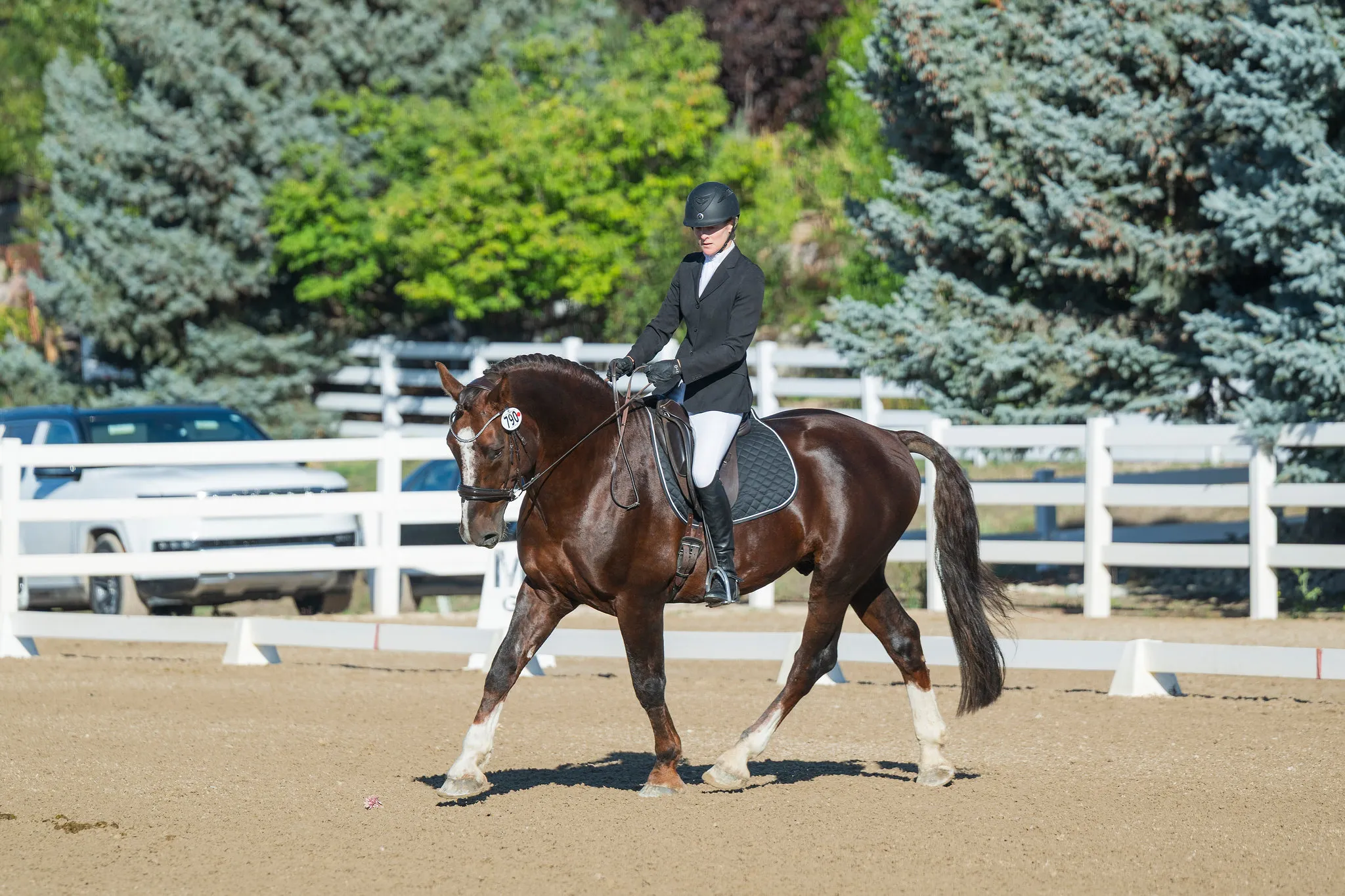 Bell Tower Banrion's Hero competing at the USDF Area 5 Regional Finals in 2025