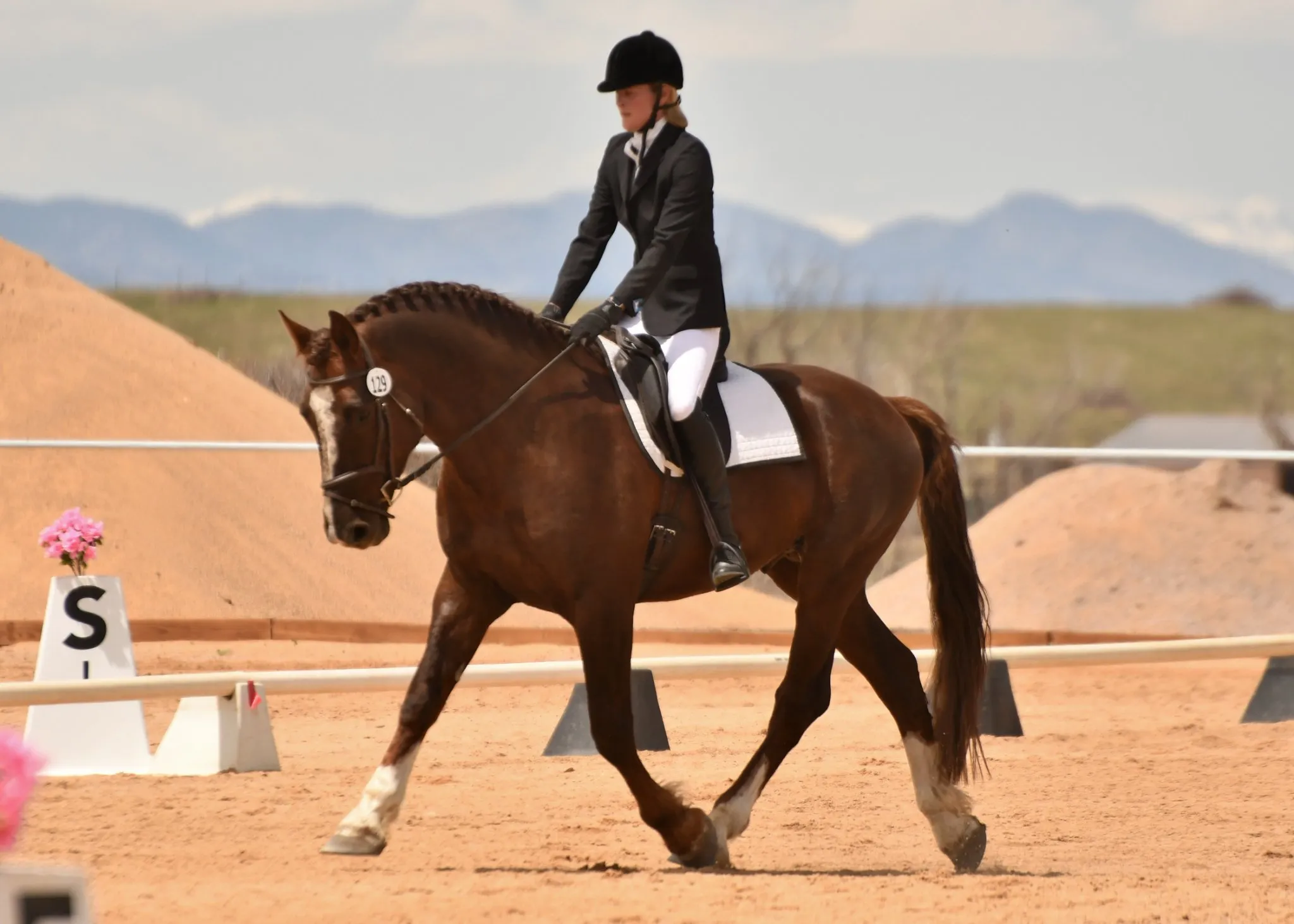 Bell Tower Banrion's Hero trotting under saddle in the arena
