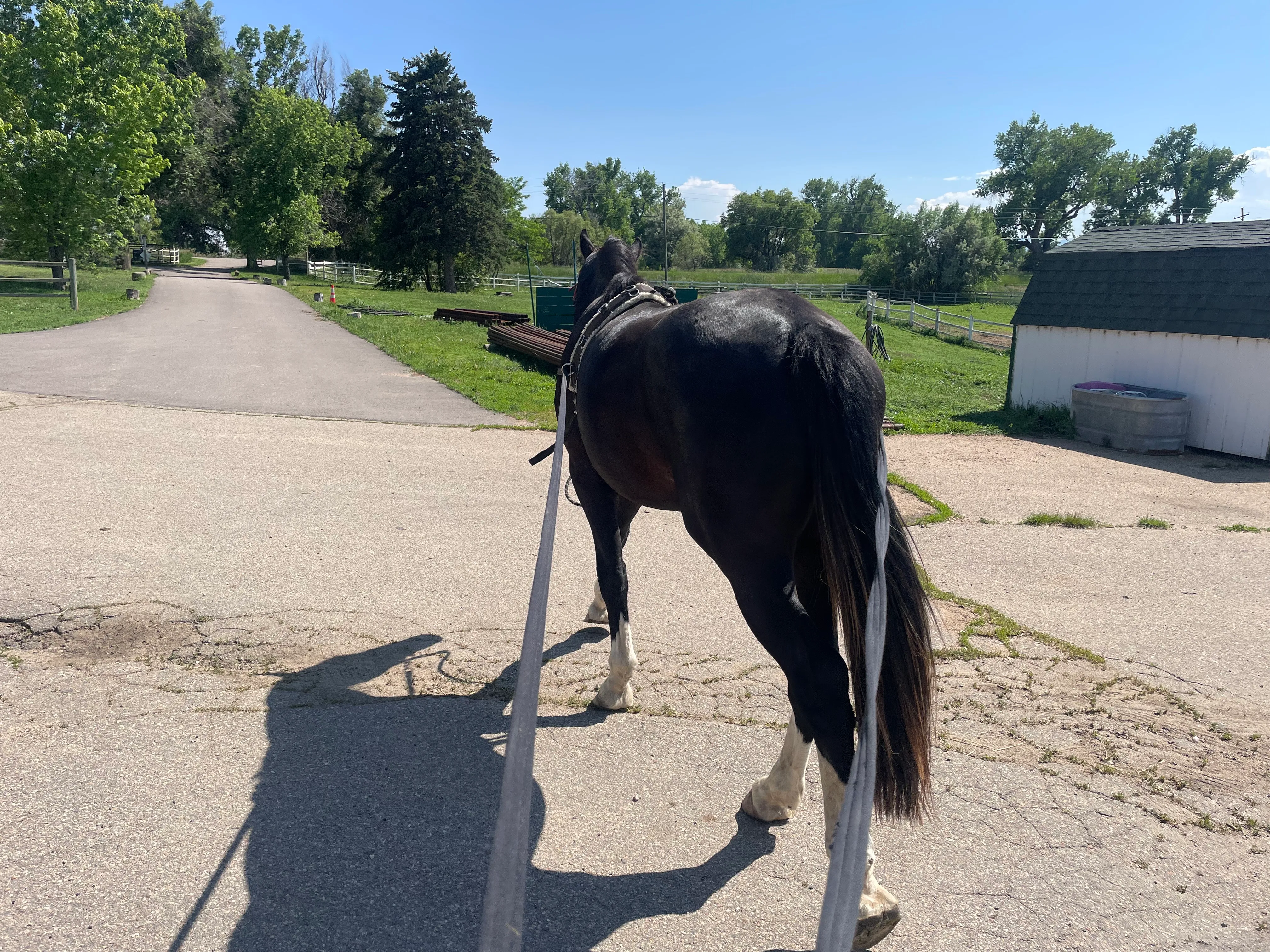 Young horse being long-lined down the farm driveway